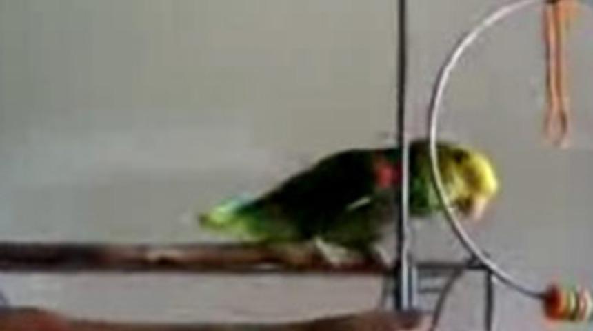 Bu kuş bebek gibi ağlıyor