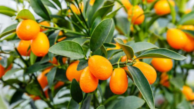 Günlük C vitamini ihtiyacının %75'ini tek başına karşılıyor! Soğuk algınlığı ve öksürük için yüzyıllardır kullanılıyor! İşte mucizevi faydaları