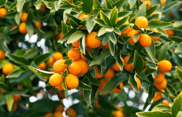 Günlük C vitamini ihtiyacının %75'ini tek başına karşılıyor! Soğuk algınlığı ve öksürük için yüzyıllardır kullanılıyor! İşte mucizevi faydaları G2