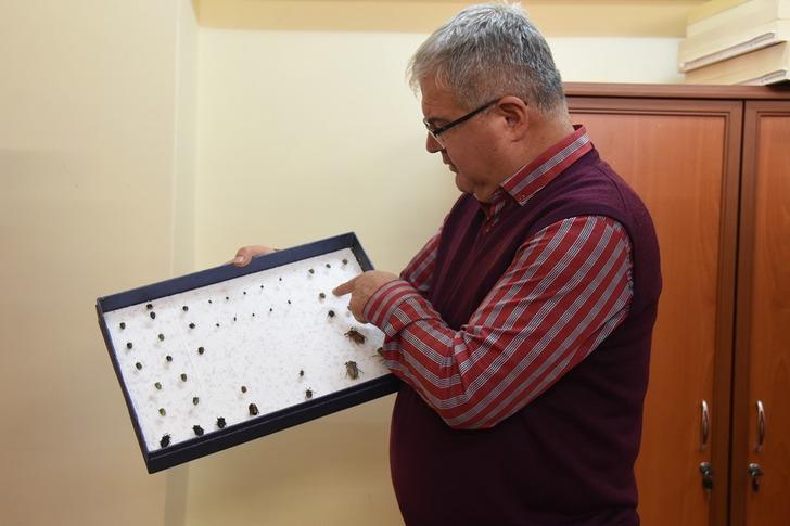 'İstilacı' deyip anlattı: 2017'de Türkiye'ye girdi! Sıcaklık her yıl artıyor... O tehlikeye dikkat çekti 'Sayısı 3 kat arttı'  G2