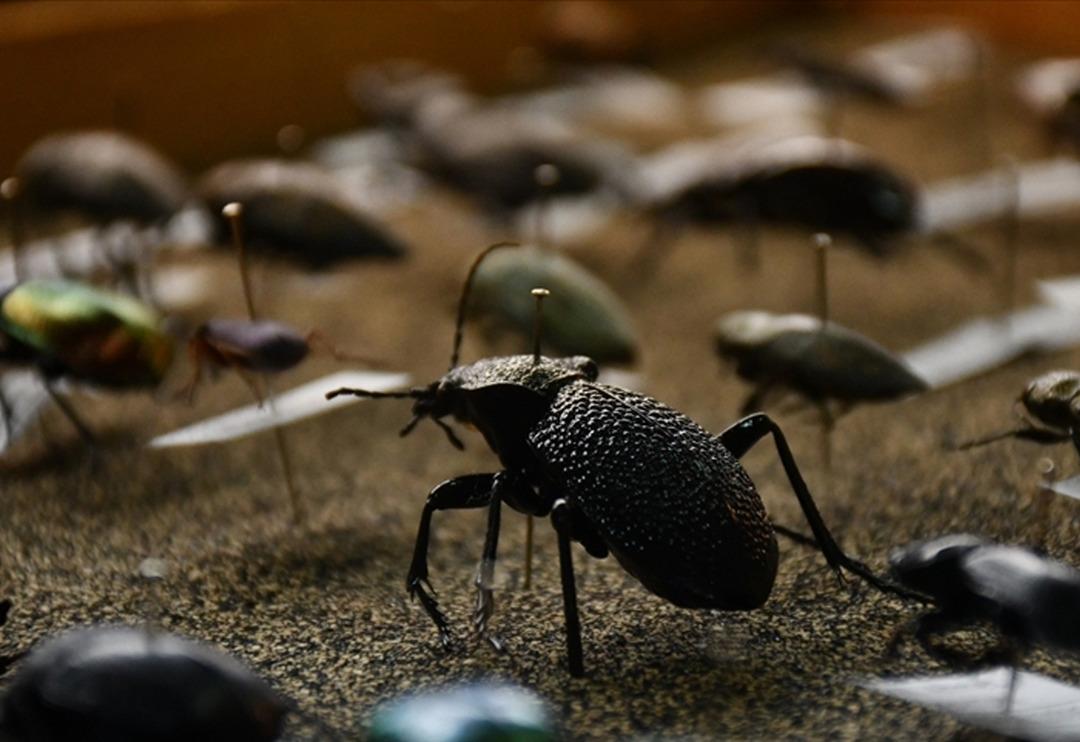 'İstilacı' deyip anlattı: 2017'de T&uuml;rkiye'ye girdi! Sıcaklık her yıl artıyor... O tehlikeye dikkat &ccedil;ekti 'Sayısı 3 kat arttı' 