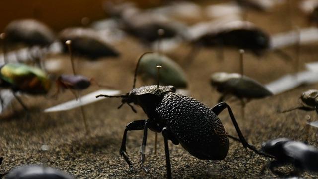 'İstilacı' deyip anlattı: 2017'de Türkiye'ye girdi! Sıcaklık her yıl artıyor... O tehlikeye dikkat çekti 'Sayısı 3 kat arttı' 