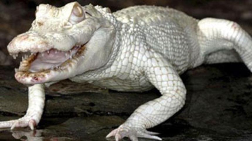 Albino hayvanlar  d&uuml;nyasını karıştırdı