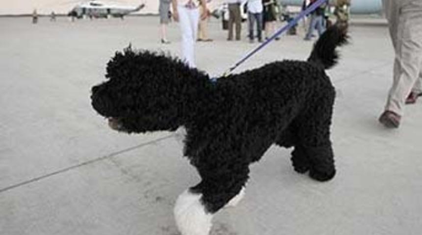 Gezegeni kurtarmak için köpeğinizi yiyin!