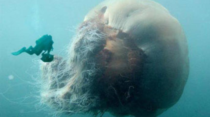 Dev denizanası tekne batırdı