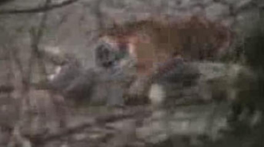 B&ouml;lgelerinin iki vahşi katili karşı karşıya&hellip;