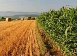 81 ilde harekete geçiliyor! Tarım arazileri için yeni karar! İki aşamalı çalışma yolda