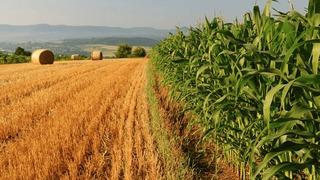 81 ilde harekete geçiliyor! Tarım arazileri için yeni karar! İki aşamalı çalışma yolda