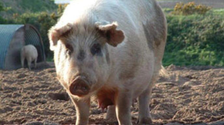 Bu da oldu: insandan domuza grip bulaştı