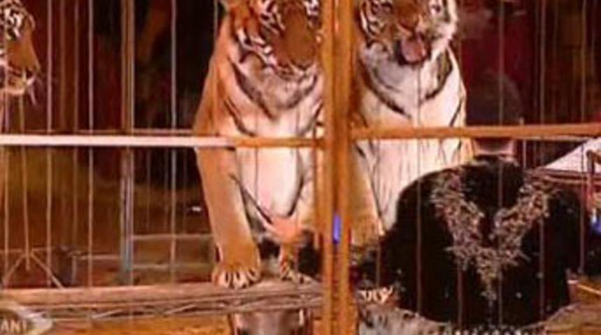 Sirk kaplanı bu kez bakıcıya saldırdı