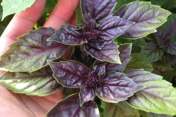 Omega-3 deposu! Prof. Dr. İbrahim Saraçoğlu'ndan zihinsel performansı artırıcı bitki: "10 dakikada farkı hissediyorsunuz" G5