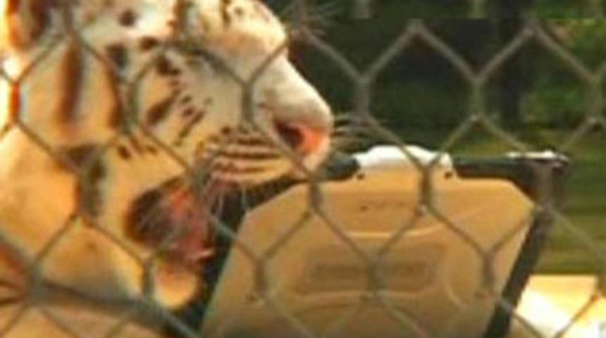 Bu kadarına pes denir!