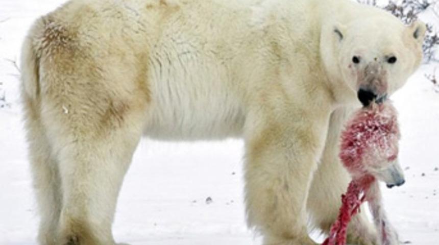 Hayvan hayvana bunu yapar mı!