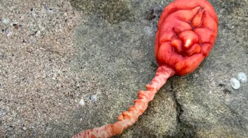 Sahilde yürüyüş yaparken ayağına takıldı! Kimse ne olduğunu anlayamadı... Bir görene bir daha baktırdı