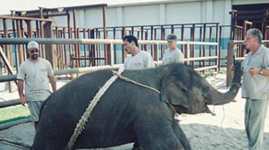 İşte sirk ger&ccedil;eği... Cehalet mutluluktur...