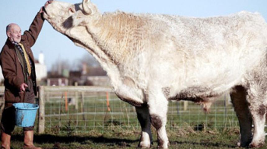 1.94 boyunda ve 2 ton