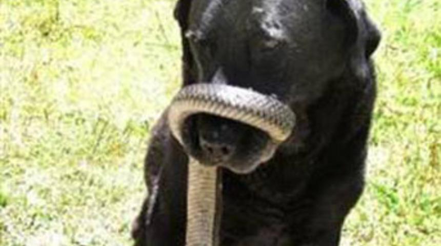 K&ouml;pek yılanı yutmaya &ccedil;alışınca...