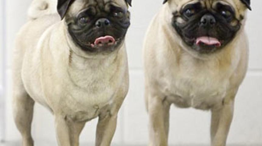 A&ccedil; kalınca sahiplerini yediler!