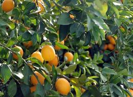 Bahçede 1, markette 20 lira: "Dalında kaldı, kalitesini yitirdi" 