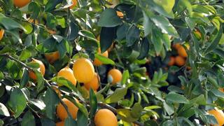 Bahçede 1, markette 20 lira: Dalında kaldı, kalitesini yitirdi 