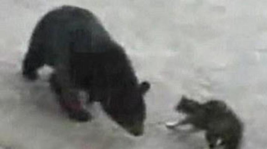 Kedi, ayıya d&uuml;nyayı dar etti