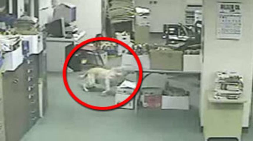 Deprem habercisi k&ouml;pek