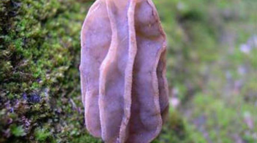 D&uuml;nyada bir ilk