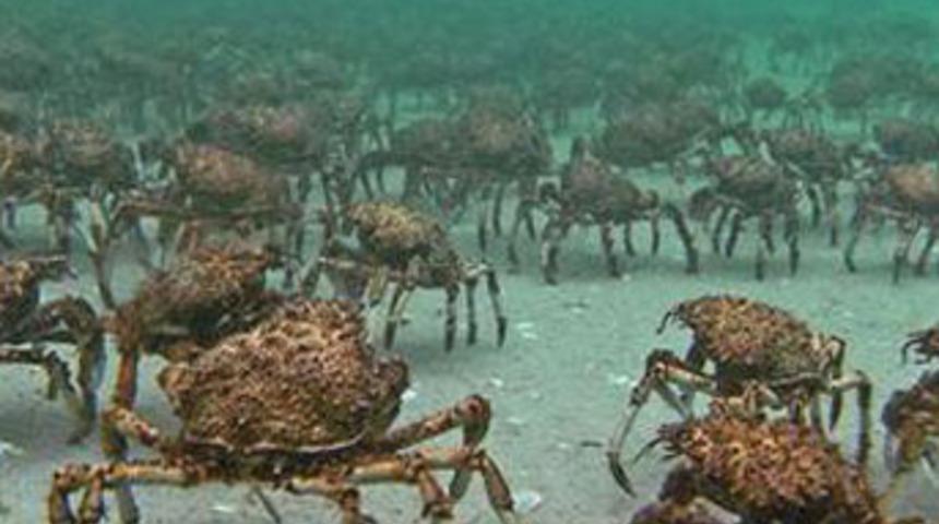 Okyanus dibinde marş marş!