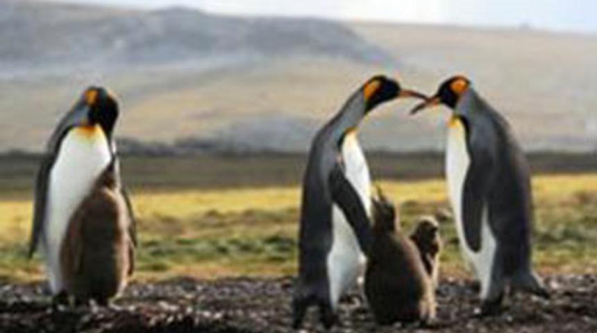 5 milyon penguen nereye gitti?