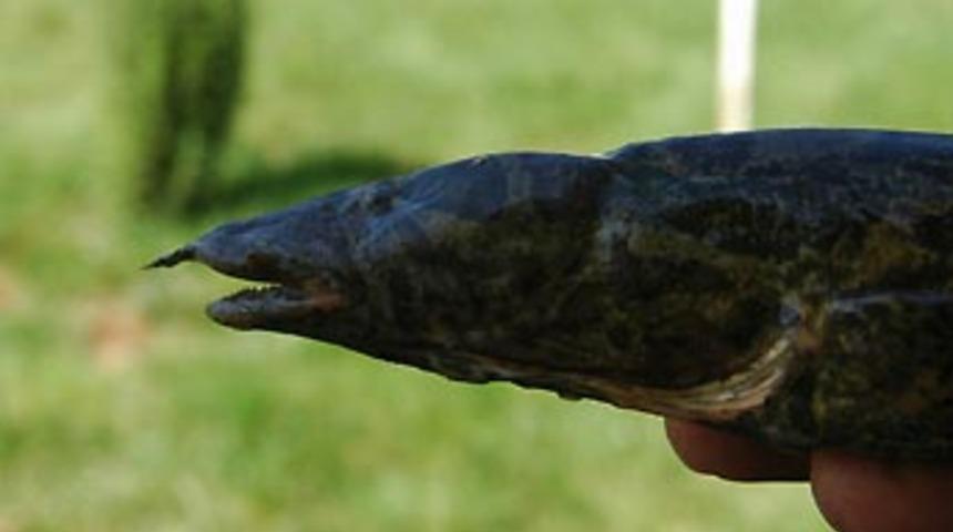 Bu balık sadece Fırat'ta yaşıyor