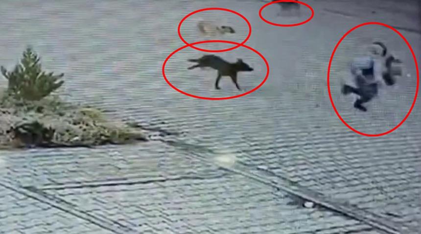 Köpeklerin saldırdığı çocuğun imdadına esnaf yetişti!  O anlar kamerada...