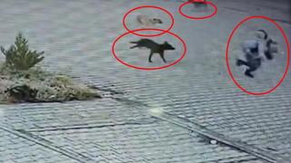 Köpeklerin saldırdığı çocuğun imdadına esnaf yetişti!  O anlar kamerada...