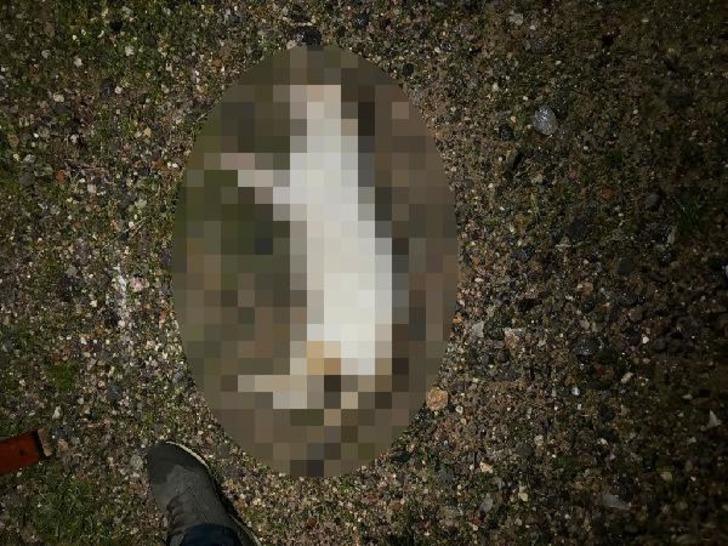 Yakalayıp eve götürdü, öldürüp bahçeye attı! Onlarca kedi cesedi var... İzmir'deki cani kameraya yakalandı, gözaltına alındı G2