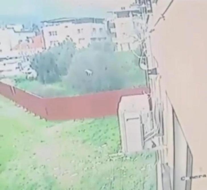 Yakalayıp eve götürdü, öldürüp bahçeye attı! Onlarca kedi cesedi var... İzmir'deki cani kameraya yakalandı, gözaltına alındı G3