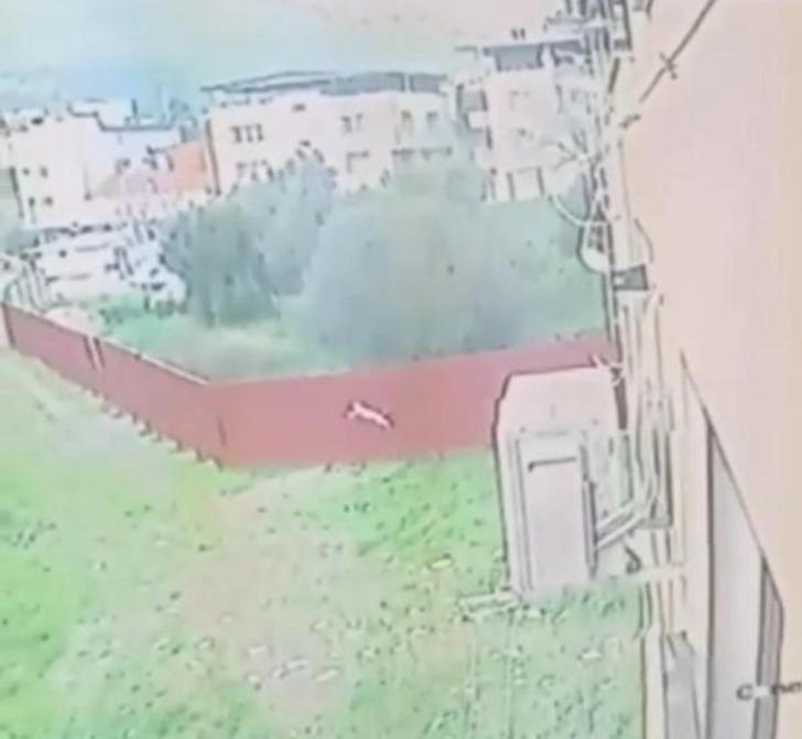 Yakalayıp eve götürdü, öldürüp bahçeye attı! Onlarca kedi cesedi var... İzmir'deki cani kameraya yakalandı, gözaltına alındı G4