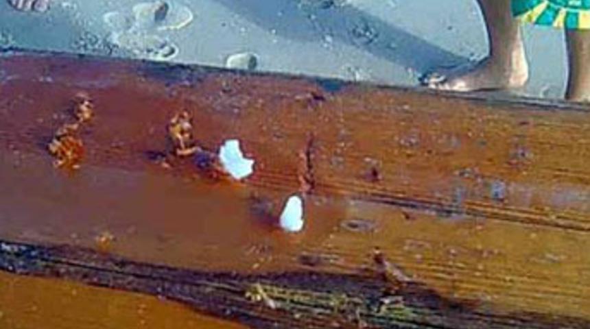 Dişleri teknede kaldı