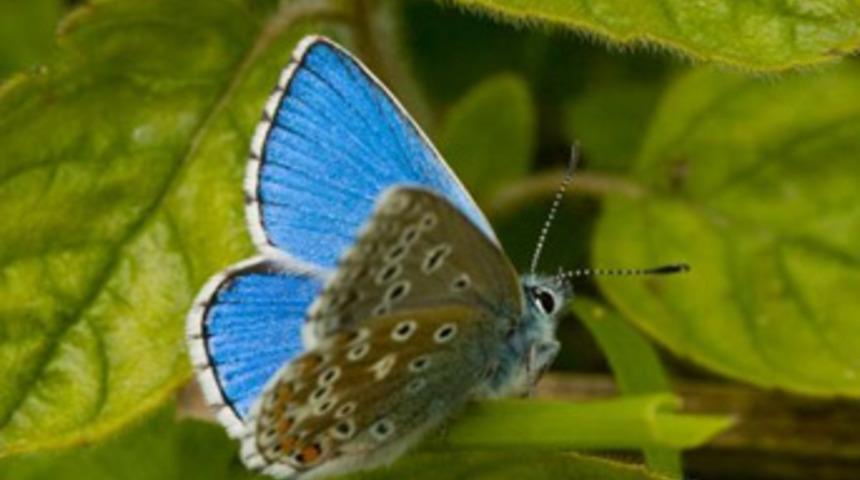 K&uuml;resel ısınmanın ilk mucizesi