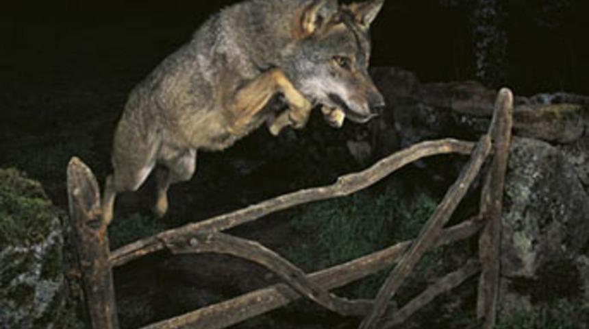 Kurt evcil &ccedil;ıkınca &ouml;d&uuml;l&uuml; geri aldılar