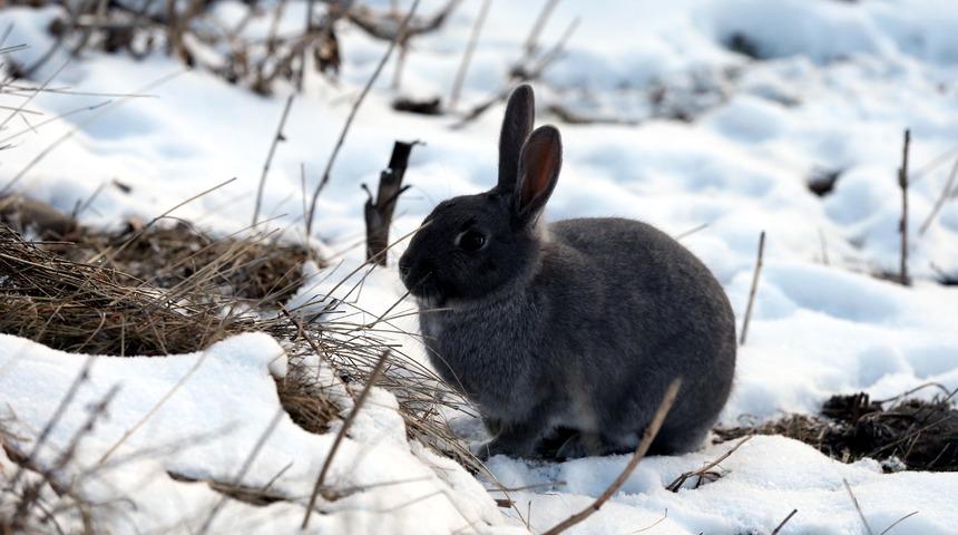 Erzurum, Ardahan, Tunceli ve Kars'ta dondurucu soğuklar hakim