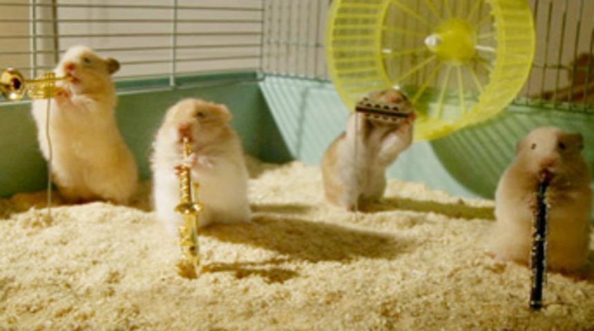 Muhteşem cazcı fareler