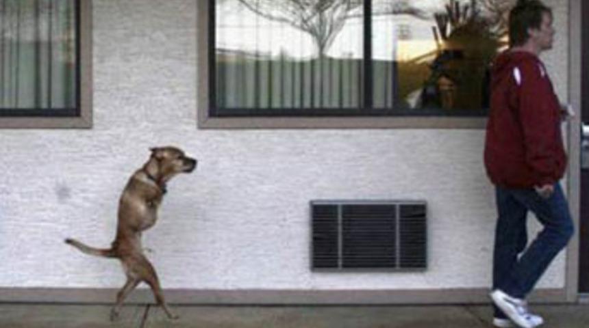 2 bacaklı k&ouml;pek umut dağıtıyor