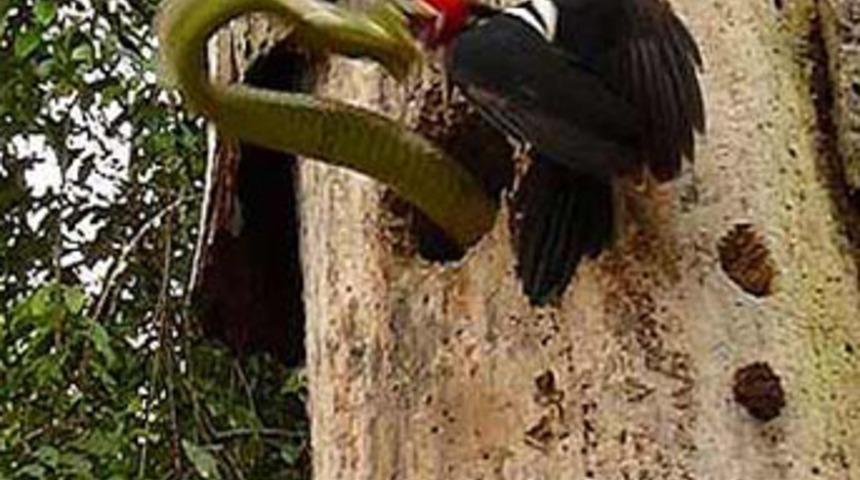 Kuş, yılana saldırırsa!..