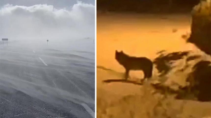 Türkiye'nin en soğuk yeri... Korkutan görüntüler! Aç kurtlar mahallelere indi