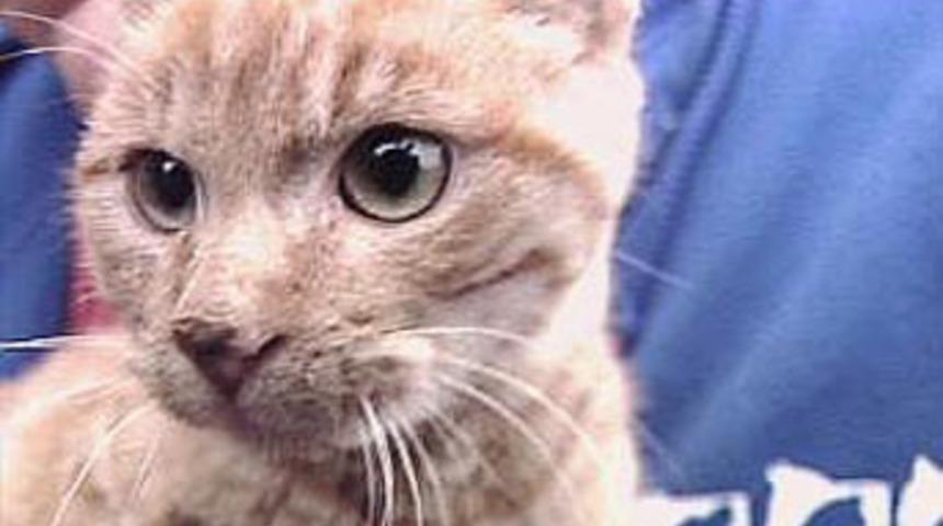 Patilerini tutkallayıp yola attılar