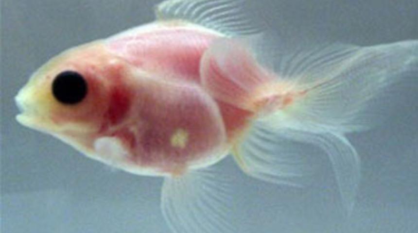 Mutant hayvanlara bir yenisi katıldı