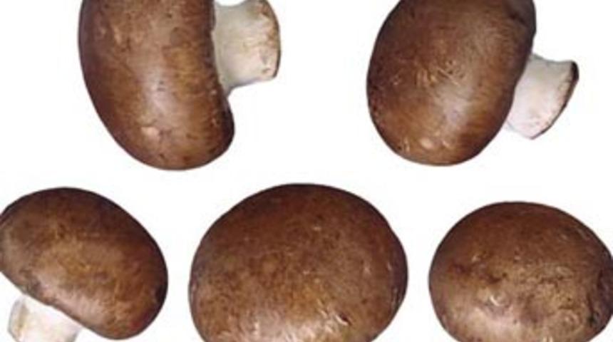 Mantardan kanser ilacı