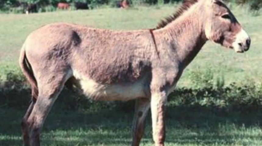 "Eşek Partisi" kuruldu