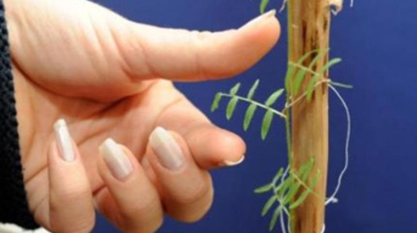 4 bin yıllık tohum &ccedil;imlendi