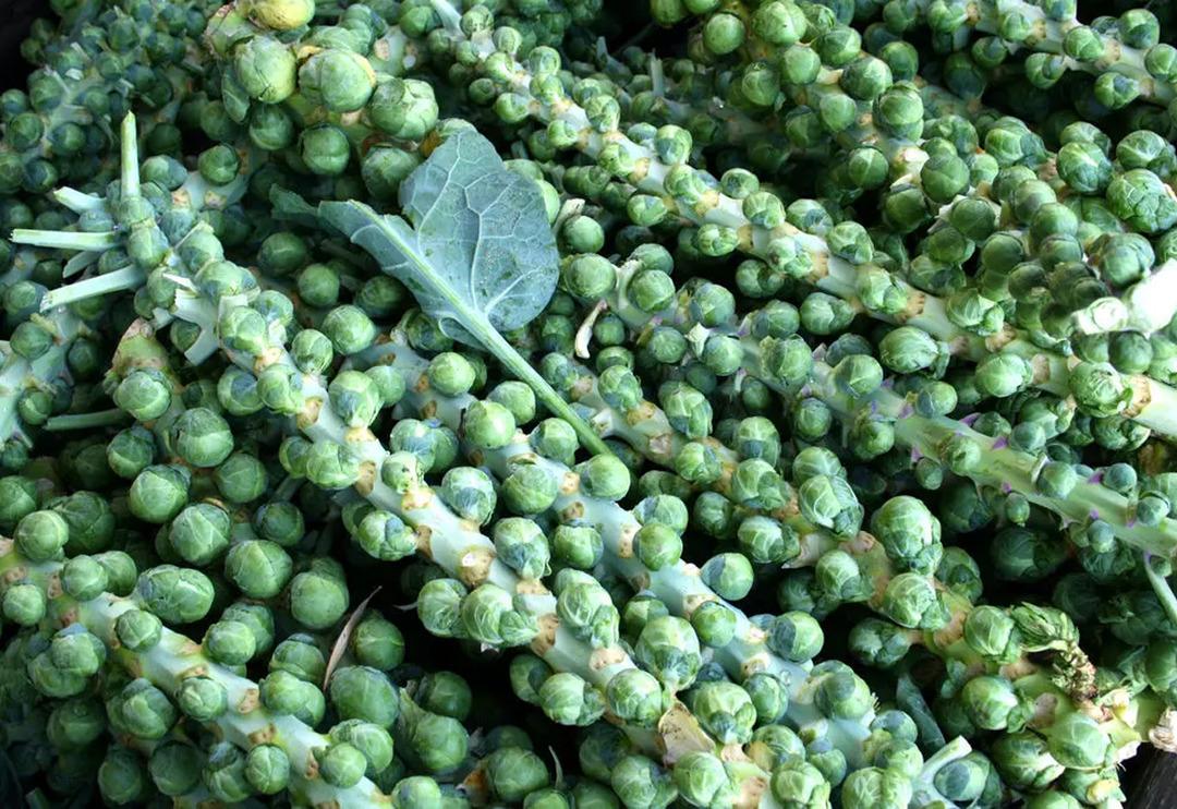 Kimse yemek istemiyor ama b&ouml;yle pişirildiğinde tadı harika! Sihir gibi y&ouml;ntem... 'Nefret ediyordu, artık bayılıyor'