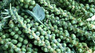 Kimse yemek istemiyor ama böyle pişirildiğinde tadı harika! Sihir gibi yöntem... 'Nefret ediyordu, artık bayılıyor'